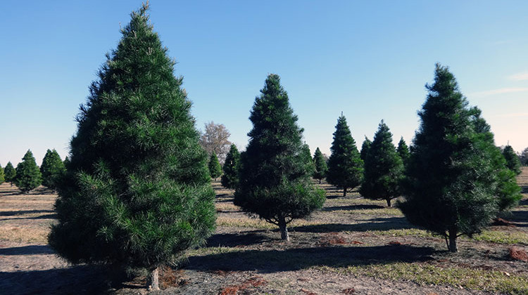 Much of the population that grows Christmas trees is aging. Some growers, according to the study, don't have plans keep planting new trees much longer either. - Michael Rivera/CC-BY-SA-4.0