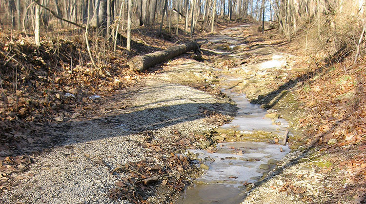 A road within the Hoosier National Forest. - Nyttend/public domain