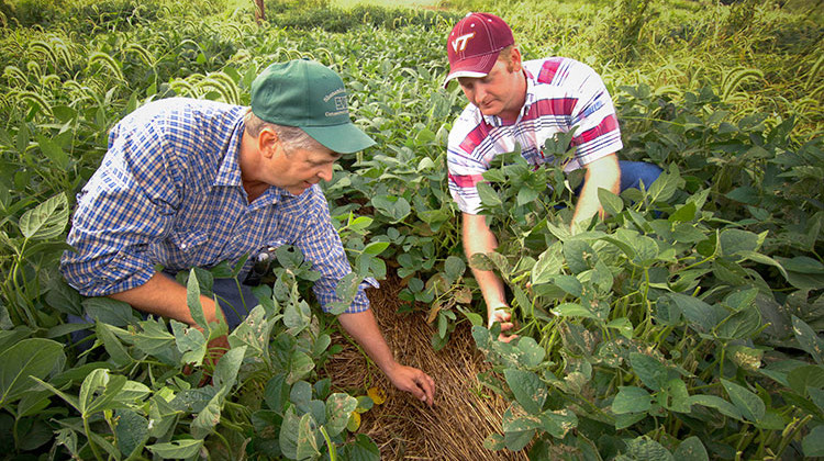 Farmers in Rockingham County, Virginia check the results of no-till farming in their fields in 2008, as part of their participation in a U.S. Department of Agriculture program. - Bob Nichols/USDA