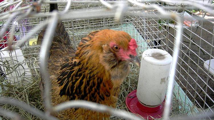 Indiana officials who imposed a statewide ban on bird shows in response to a deadly avian flu have relaxed that emergency rule so that it applies only to poultry species. - file photo