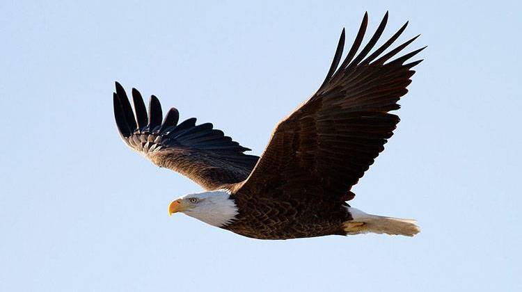 Wildlife experts estimate that 200 bald eagles are living along the Wabash from Logansport to Terre Haute. - Steve Berardi, CC-BY-SA-2.0