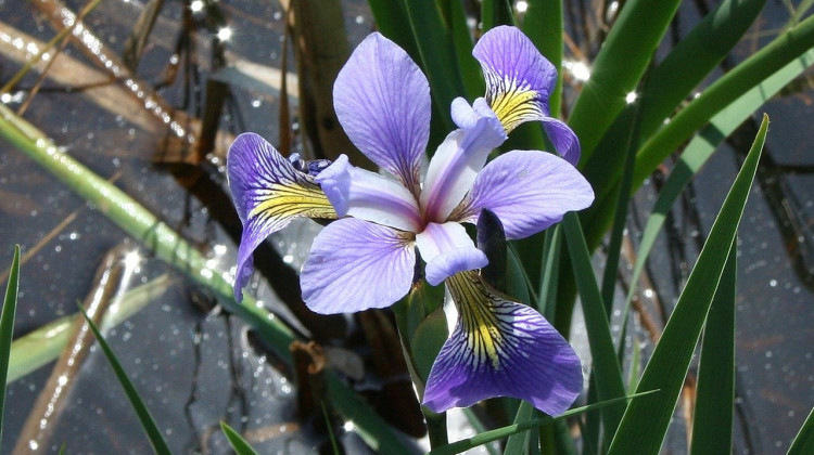 The preserve protects farmland and a forested wetland in part of the Little Elkhart River's floodplain, providing habitat for wildlife and native plants like blue flag iris (pictured here) and green dragon. - USFWS Midwest/George Phinney