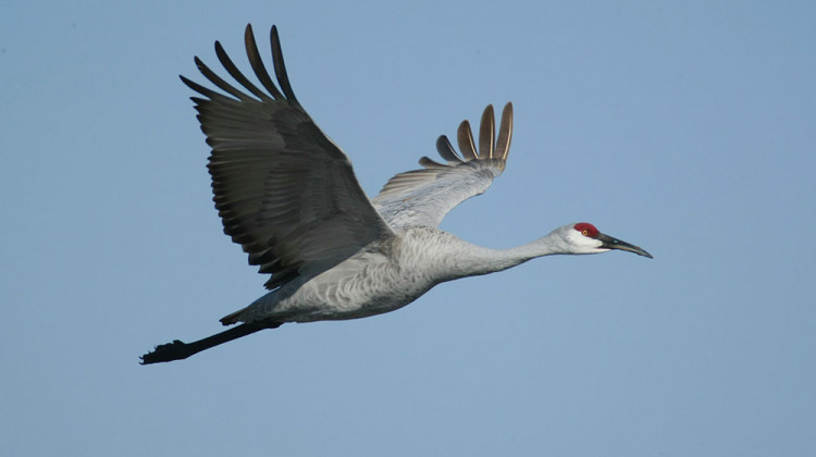 Sandhill cranes head south every fall from Alaska and Canada down to Florida, Texas, and Mexico, and they stop at Indiana marshes along the way to rest and feed. - Steve Emmons/ Pacific Southwest Region U.S. Fish and Wildlife Service