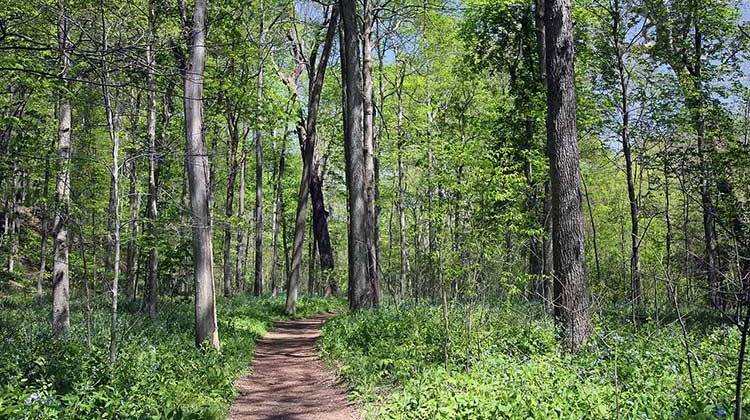 A trail in Turkey Run State Park. - Daniel Schwen, CC BY-SA 4.0