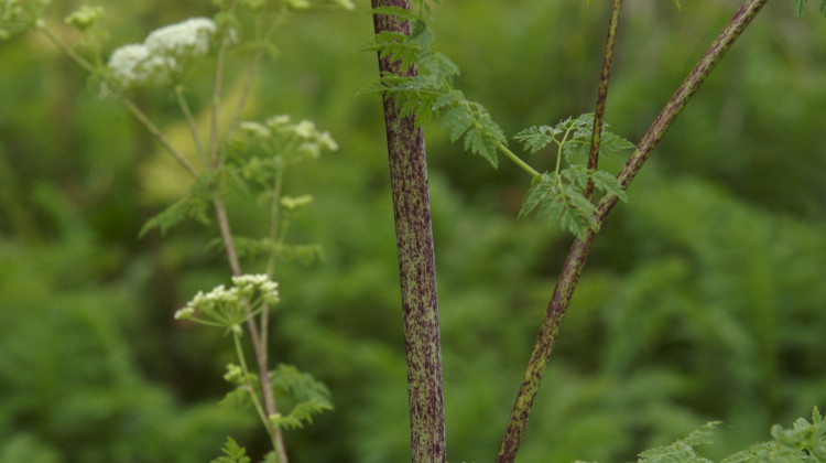 You can tell poison hemlock apart from things like Queen Anne's lace and wild parsnip by the specks of purple on it's hairless stem when it's in its second year. - Jerry Kirkhart/Flickr