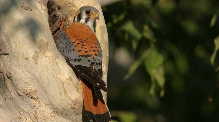 A new Audubon Society report says the American kestrel, which is found in Indiana, is one of 314 birds at risk. - Gregory Smith (flickr)