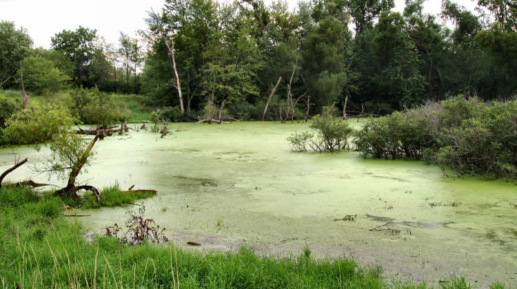 A small wetland in Marshall County, 2005. - Derek Jensen/Wikimedia Commons