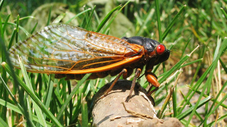 Tens of millions of Brood X cicadas are set to reemerge this year. - Pmjacoby/ CC-BY-SA-3.0