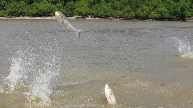 Asian carp jumping out of the Wabash River. - Todd Davis/U.S. Army Corps of Engineers