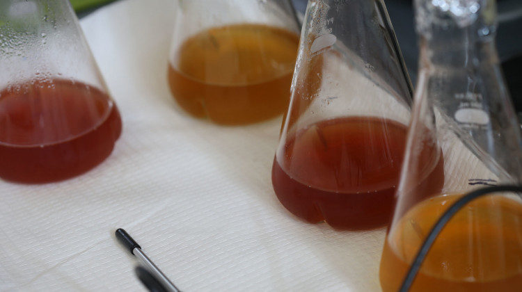 Beakers of beer in the Hops and Brewing Analysis Lab. (Tom Campbell/Purdue University College of Agriculture)