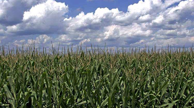 The USDA is estimating that American farmers may plant more corn this summer than they have in years. - stock photo
