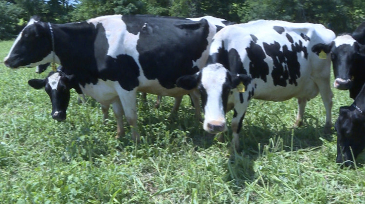 Natural Prairie Dairy Responds To Animal Rights Group's Video 