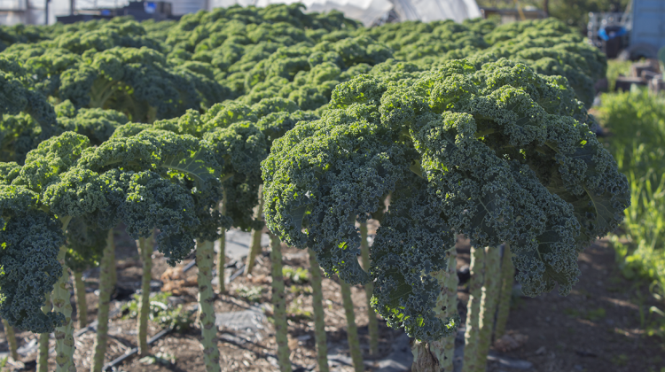 On its website, South Circle Farm workers say they use labor intensive methods and organically approved fertilizers to grow their crops. - Drew Daudelin
