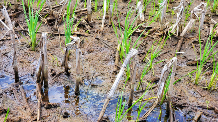 Rainfall earlier this year limited many farmers' ability to plant corn and soybeans. This field went unplanted. -  (Samantha Horton/IPB News)