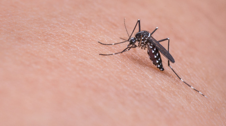 A rare mosquito-borne virus has been detected in northern Indiana. - Pixabay