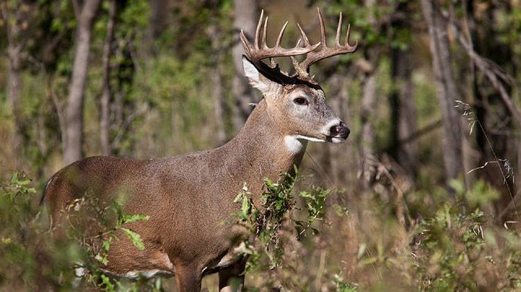 State wildlife biologists evaluate which parks need a deer reduction based on each park's habitat and previous deer-kill rates. - stock photo