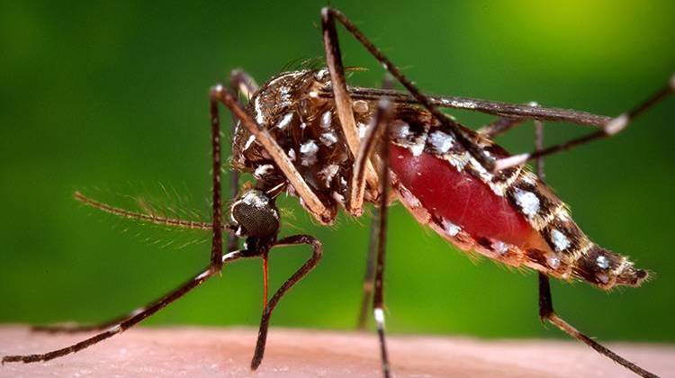 FILE - This 2006 file photo provided by the Centers for Disease Control and Prevention shows a female Aedes aegypti mosquito in the process of acquiring a blood meal from a human host. The Aedes aegypti mosquito is behind the large outbreaks of Zika virus in Latin America and the Caribbean.  - James Gathany/Centers for Disease Control and Prevention via AP, File