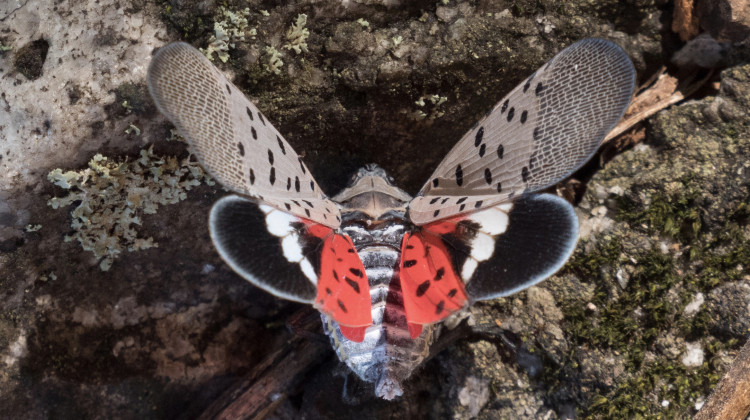 The U.S. Department of Agriculture (USDA) Animal and Plant Health Inspection Service (APHIS) Plant Protection and Quarantine (PPQ) technicians are working with state and local partners; businesses and residents to stop the spread of the spotted lanternfly* a destructive insect that feeds on a wide range of fruit, ornamental, and hardwood trees, including grapes, apples, walnut, and oak; a serious threat to the United States' agriculture and natural resources, such as in Reading, Pennsylvania, on - Lance Cheung/USDA Photo by Lance Cheung / USDA Office of Communications