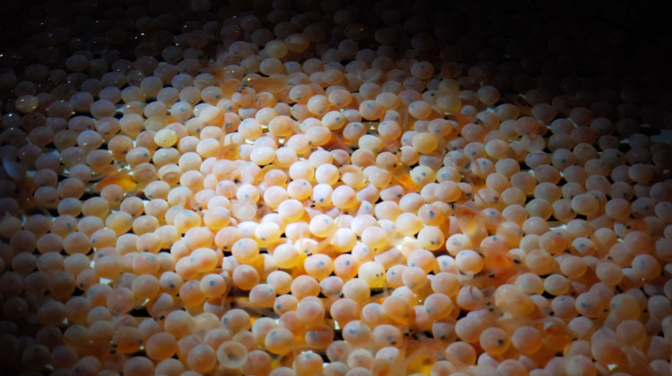 AquaBounty's first batch of its genetically engineered salmon eggs arrived at the end of May 2019. - Samantha Horton/IPB News