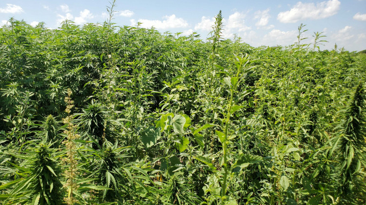 Hemp grows in Purdue University research fields in June 2019. - Samantha Horton/IPB News