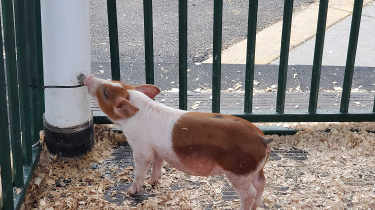 A pig drinks some water while on display at the Indiana State Fair.  - Samantha Horton/IPB News