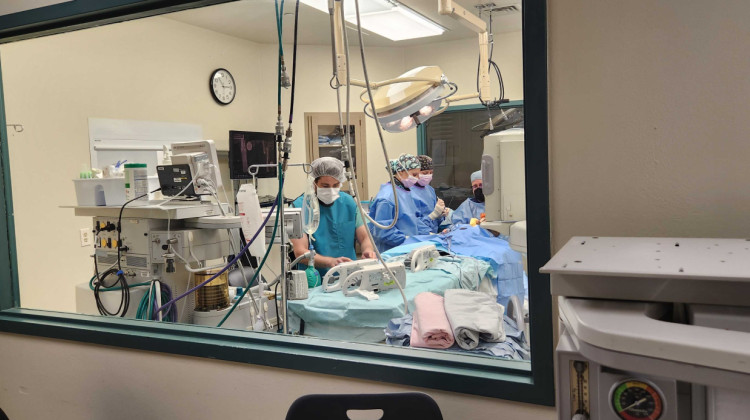 Veterinary staff performs surgery at the University of Missouri Veterinary Medical Center on Sept. 1, 2023. At the medical center, attending veterinarians work alongside veterinary students as they move through their clinical rotations. Vet techs and assistants also work at the veterinary medical center, where students spend the last two years of their training. - Anna Spidel / KBIA