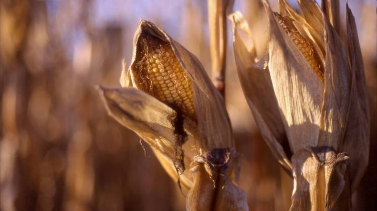 Ears of corn wait for harvest in September. - accozzaglia dot ca