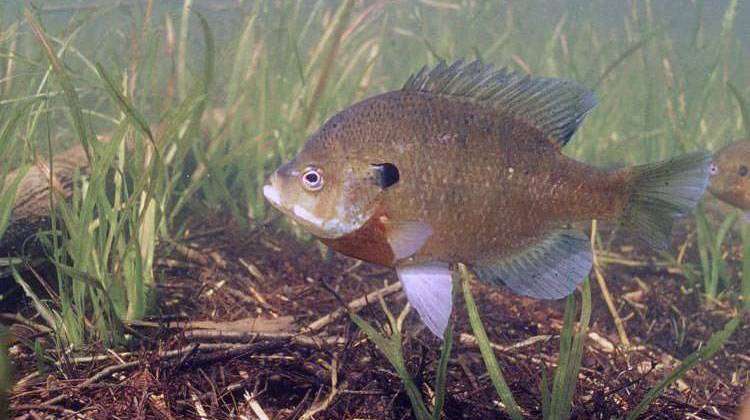 Hoosiers Can Fish For Free April 21 At State's Lakes, Rivers