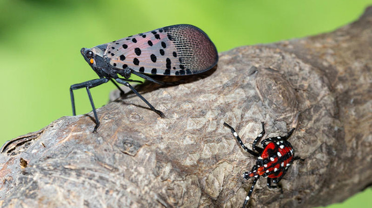 An adult spotted lanternfly (left) with a late-stage spotted lanternfly nymph (right) in Pennsylvania, 2018. - Stephen Ausmus/USDA-ARS