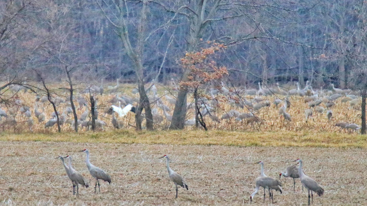 Indra Frank with the Hoosier Environmental Council said, were it not a nature preserve, this wetland area would be unprotected as a result of the court decision. - Mark Moschell/Flickr