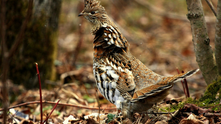 A ruffed grouse. - seabamirum/Flickr