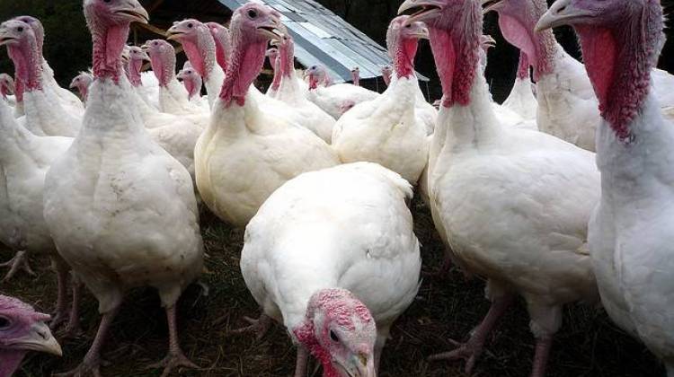 Bird Flu Outbreak Hits 10 Southern Indiana Farms