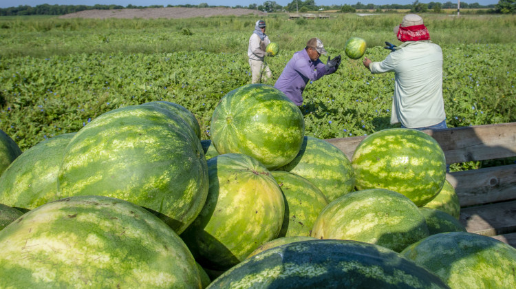 Workers harvesting watermelons in Iowa, 2018.  - Preston Keres/USDA