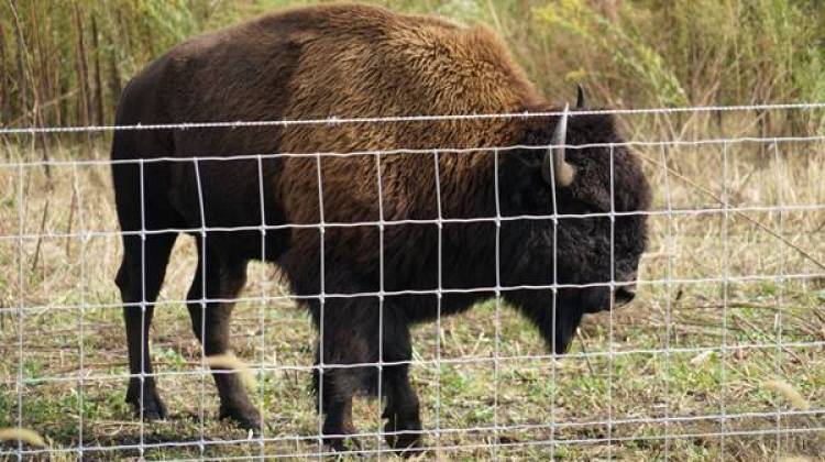 New Indiana Bison Herd To Help With Prairie Conservation