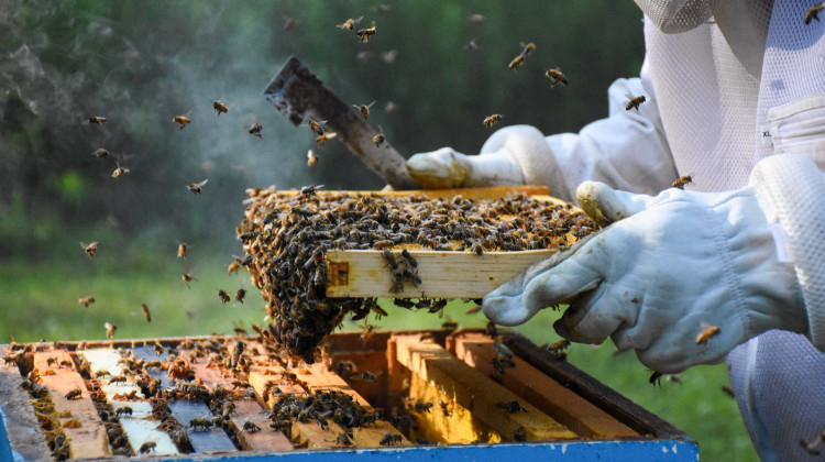 House passes bill to let Hoosiers with HOAs keep bees