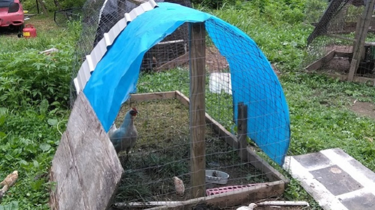 Tips Lead To Birds Apparently Part Of Cockfighting Operation