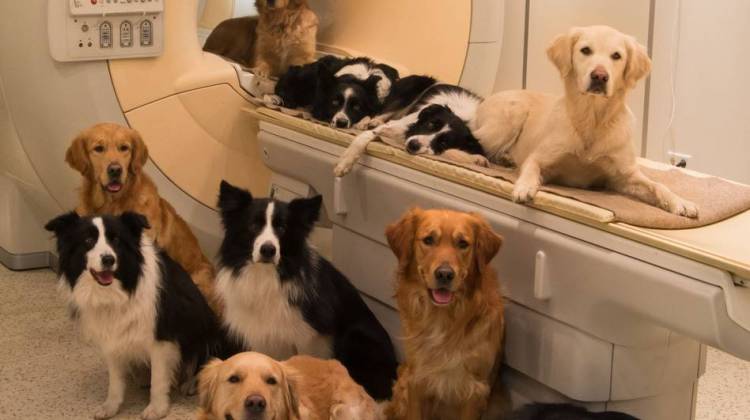How Dogs Read Our Moods: Emotion Detector Found In Fido's Brain