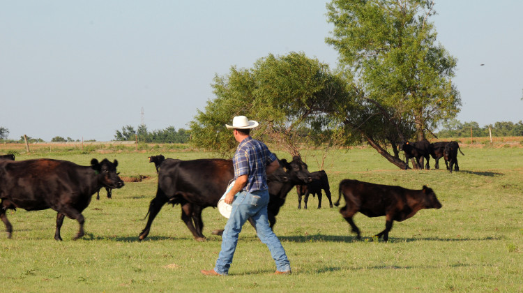 Several Indiana residents surveyed for the Indiana University report were concerned farmers in their communities would have to stop raising cattle due to the methane they produce. - USDA/Flickr