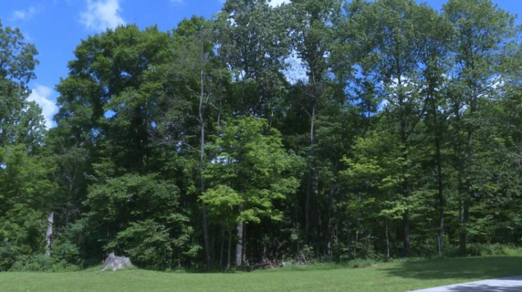 Trees near the Indiana Department of Natural Resources' Fire Headquarters. - Rebecca Thiele/IPB News