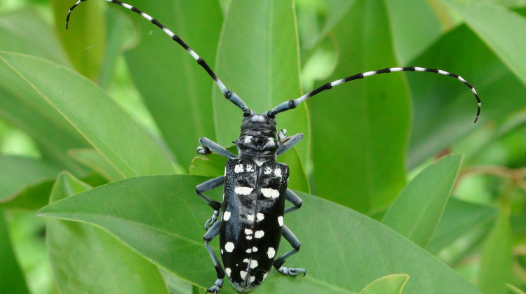 Asian longhorned beetles haven't made it to Indiana yet, but the DNR says residents should keep a look out.  - NatureServe/Flickr