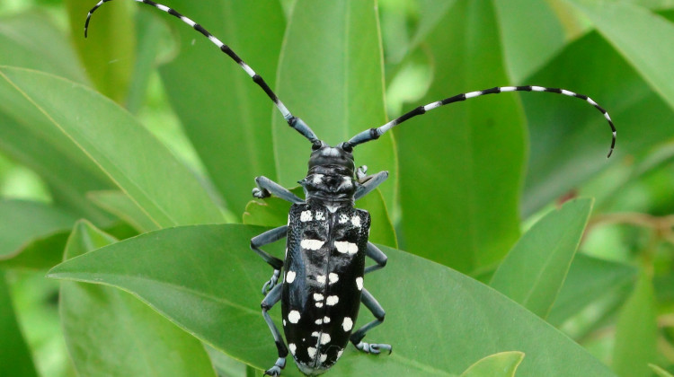 Citizen Watchdogs Needed To Prevent Spread Of Invasive Species In Indiana