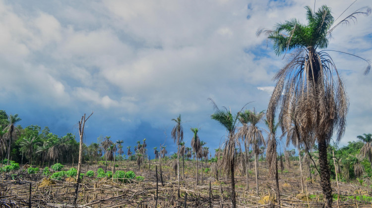 Deforestation in Sierra Leone, 2013  - jbdodane.com/Flickr