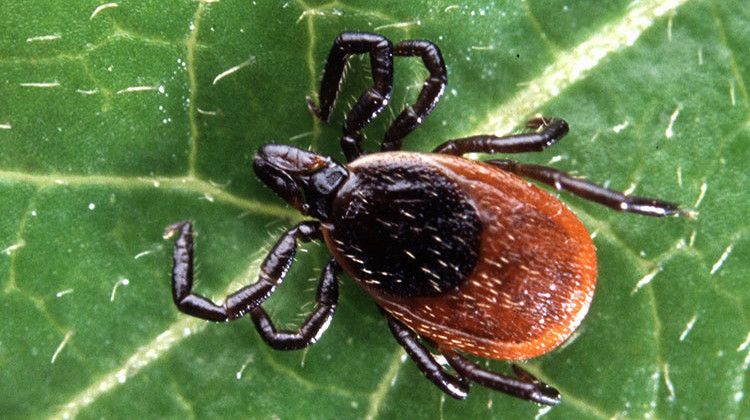 An adult deer tick. - Scott Bauer/USDA