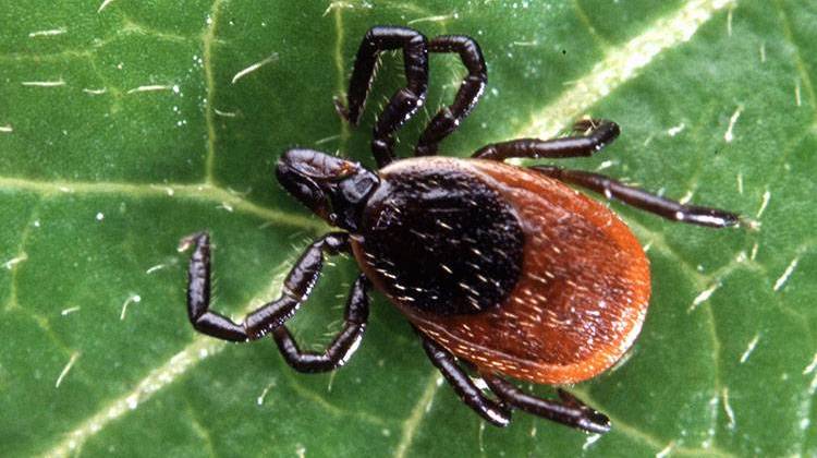 A team led by Purdue University scientists has sequenced the genome of the tick that transmits Lyme disease. - Scott Bauer/USDA