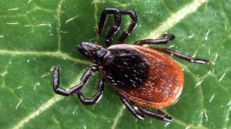 Indiana Health Officials Warn Tick Season Has Arrived