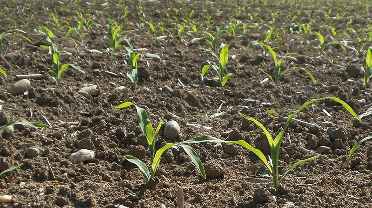 Indiana Farmers Near Planting Completion After Wet Spring