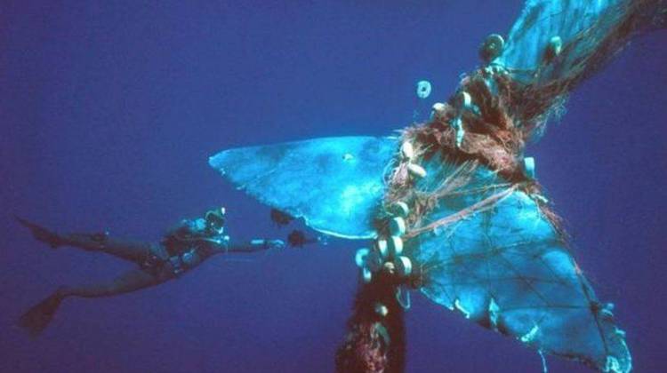 Whales, Dolphins Are Collateral Damage In Our Taste For Seafood