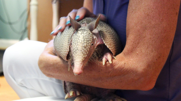 The Midwest has new neighbors: armadillos