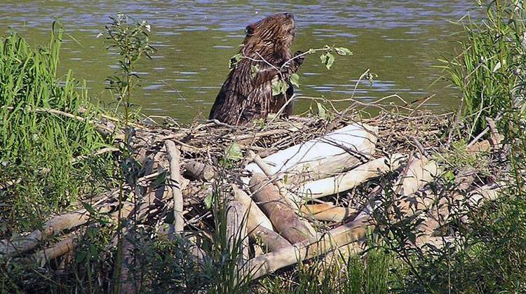 Indiana Dunes Looking For Volunteers To Bring Down 600-Foot Beaver Dam