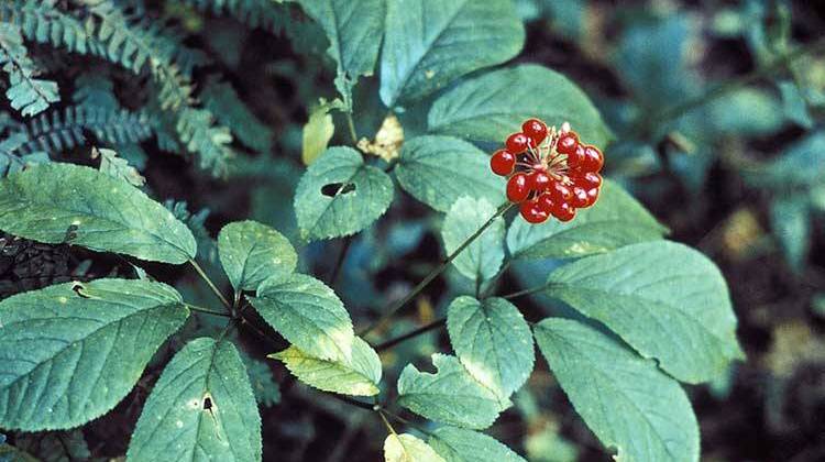 Authorities Seek To Curb Ginseng Plant Thefts In Indiana